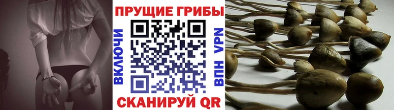 Псилоцибиновые грибы Psilocybe  Купить где  Вилюйск 